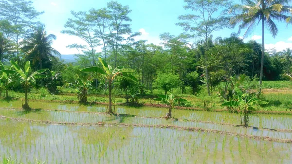 Árboles Jóvenes Arroz Los Campos Listos Para Crecer —  Fotos de Stock