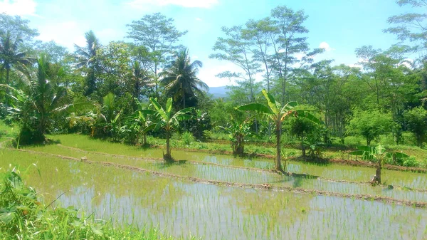 Young Rice Trees Fields Ready Grow — 스톡 사진