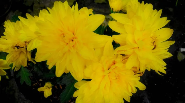 Gelbe Krisan Blume Wenn Sie Frisch Und Blühend Ist — Stockfoto