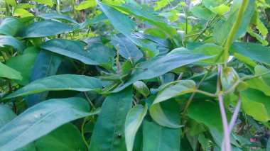 kırsal alanlarda yeşil çekirge ve yabani yeşil ağaçlar