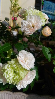 pembe, sarı, beyaz, turuncu gül çiçekleri benim bahçesinde