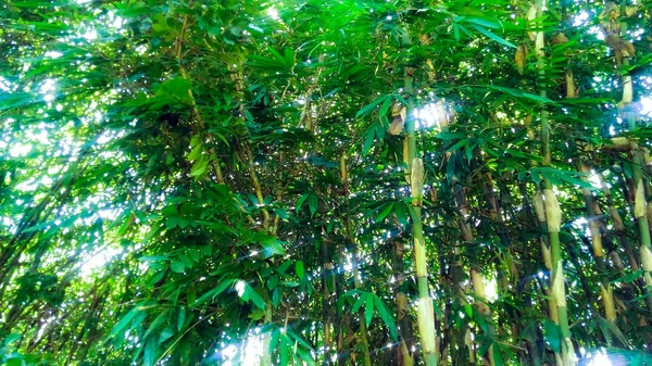 Champ Bambou Vert Soleil Matin — Photo