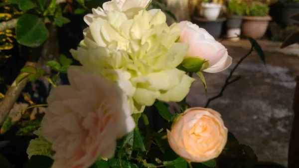 Rose Jaune Blanc Orange Rose Fleurs Dans Cour — Photo