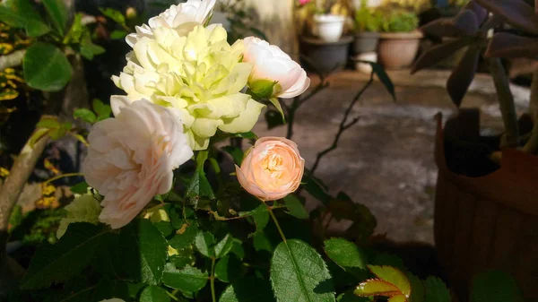 Rose Jaune Blanc Orange Rose Fleurs Dans Cour — Photo