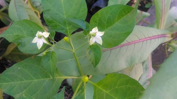 white chili flower start grow