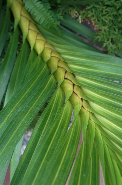 Тропические Листья Экзотические Растения Зеленого Листа Натуральные Листья Пальмы Банан — стоковое фото