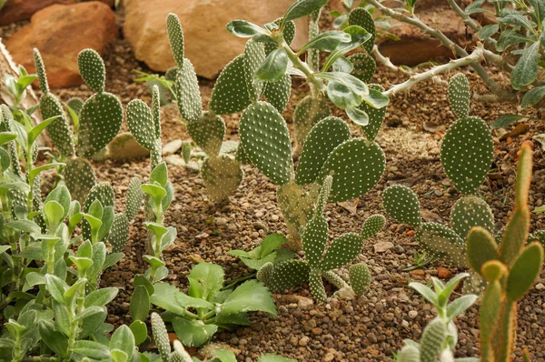 Cacti in sandy soil. Plants of the desert. Botanical garden.