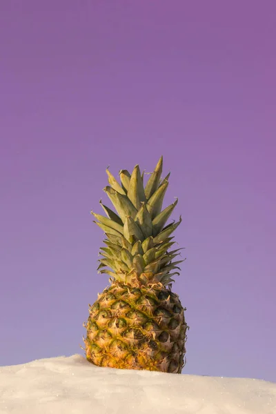 Karda büyük taze ananas ayakta. Tropikal meyve bir rüzgârla oluşan kar yığını içinde donmuş. Kış soğuk gün batımı narenciye bitki ile. Kopya alanı.