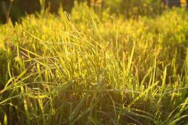 Taze yeşil çim yakın çekim. Seçici odak. güneş ışığı.