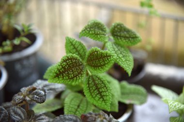 Çizgili yaprak süs bitkileri yakın. Tencere güzel çiçekler fotoğraf.