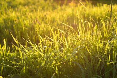 Taze yeşil çim yakın çekim. Seçici odak. güneş ışığı.