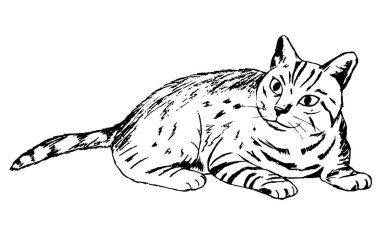 Beyaz bir arka planda yatan kedi. vektör Illustration. siyah ve beyaz.