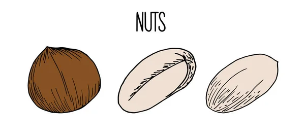 Hand drawn sketch style nuts set. hazelnuts, peanuts. Collection of healthy natural food. Vector illustrations isolated on white background. — Stock Vector