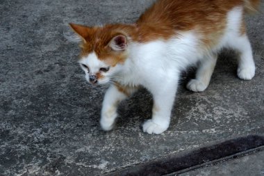 Beton üzerinde Kitten gider