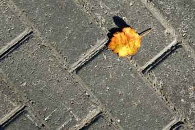 kaldırıma sonbahar yaprak