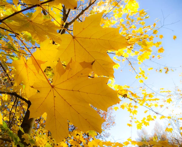 Herfst Esdoorn Bladeren Geel Een Blauwe Hemel Een Zonnige Dag — Stockfoto