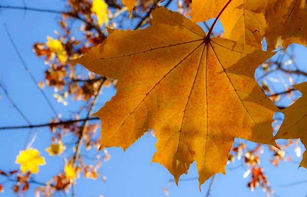 Sonbahar Akçaağaç Üzerinde Mavi Bir Gökyüzü Güneşli Bir Günde Sarı — Stok fotoğraf