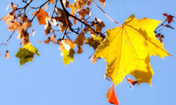 Otoño Arce Hojas Amarillas Cielo Azul Día Soleado —  Fotos de Stock