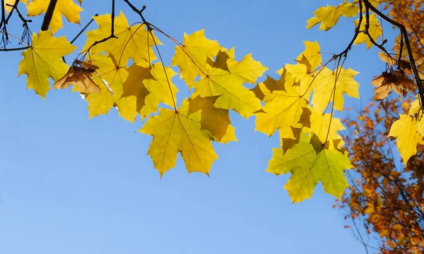 Herfst Esdoorn Bladeren Geel Een Blauwe Hemel Een Zonnige Dag — Stockfoto