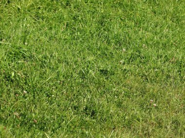 Arka planı yeşil çayır sonbahar hillside