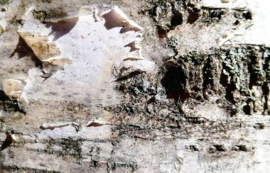 Huş kabuğu beyaz siyah doğal güneş Close-up