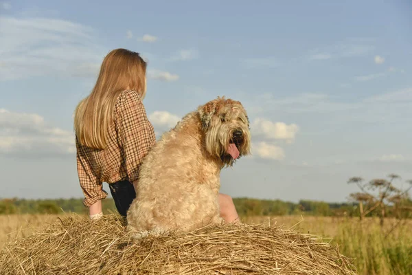 Девушка с длинными волосами сидит рядом с лохматой собакой на стоге сена спиной к камере — стоковое фото