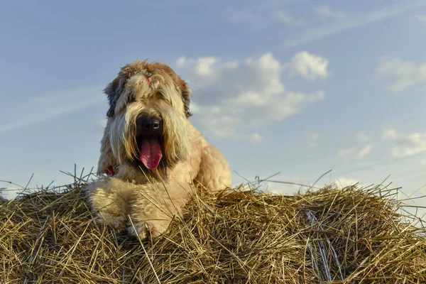 一只狗在户外的夏天爱尔兰小麦宠物 — 图库照片