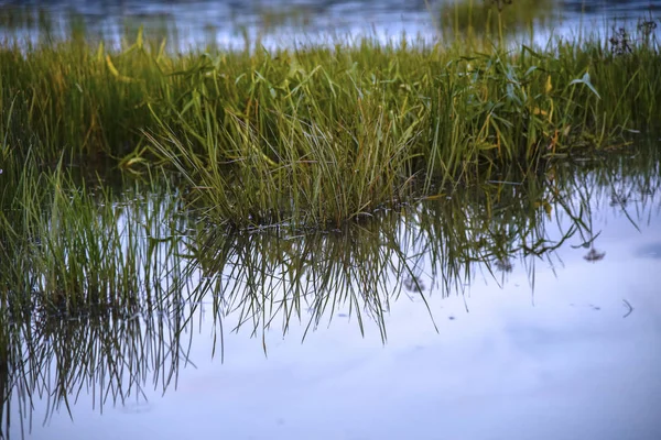 Trawa rośnie w jeziorze i wody o zachodzie słońca — Zdjęcie stockowe