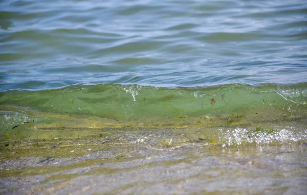 Pobřežní Mořské Vody Řasy Modré Zelené Světlé Jemné Nabídka — Stock fotografie