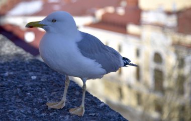 Şehir shaddow kırmızı çatılar arka plan üzerinde gri beyaz martı