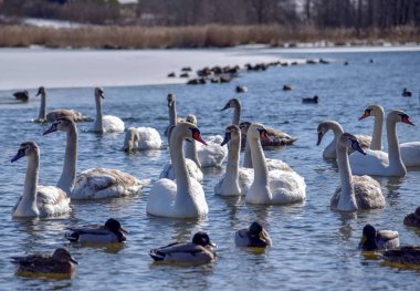 Beyaz Kuğu'nun yakın çekim ve bir sürü arkasında Kuğu Gölü sessiz su winyer