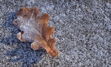 Don dondurulmuş gri donmuş zeminde yatıyor kahverengi meşe yaprağı üzerinde