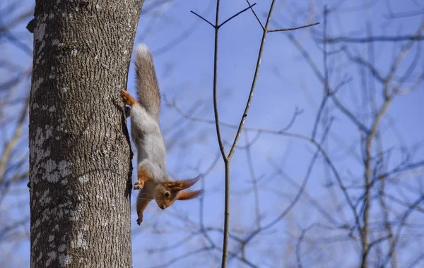 Esquilo Bonito Corre Para Baixo Tronco Primavera Dia Ensolarado — Fotografia de Stock