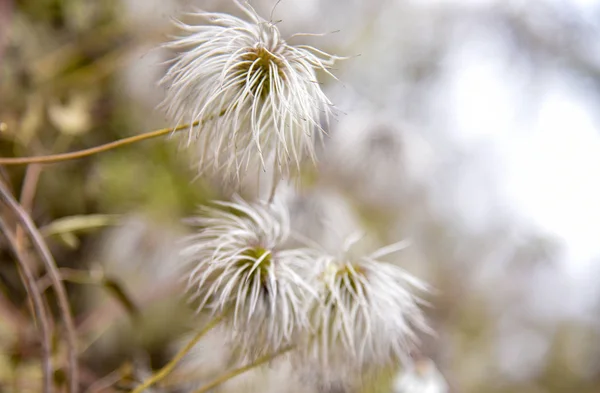 Clematis Outono Branco Contra Macro Natureza — Fotografia de Stock