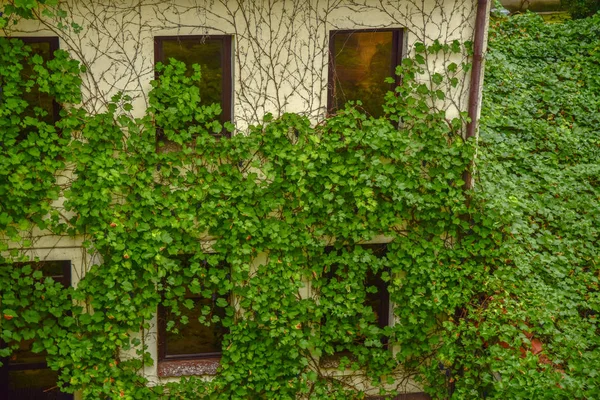 Grüne Aalbepflanzung Der Hauswand Krakau Sommerlichem Grün — Stockfoto