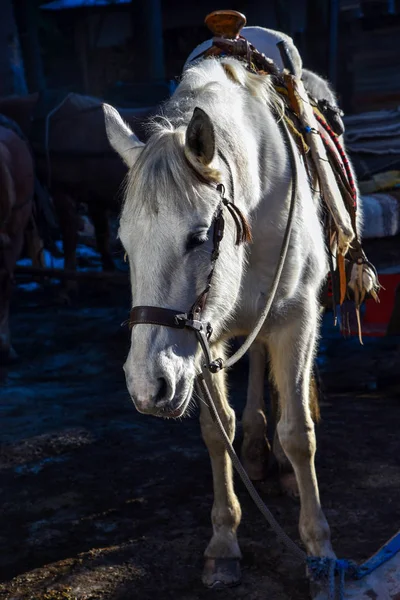 White horse baş dikey doğa akşam koyu arka plan üzerinde kışın