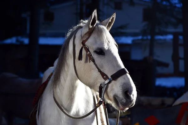 Retrato Cabeça Cavalo Branco Inverno Fundo Escuro Noite Natureza — Fotografia de Stock