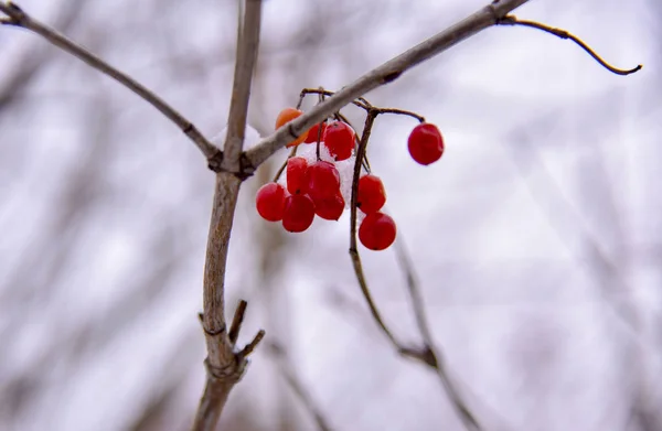 Las bayas del serbal en invierno en la rama — Foto de Stock