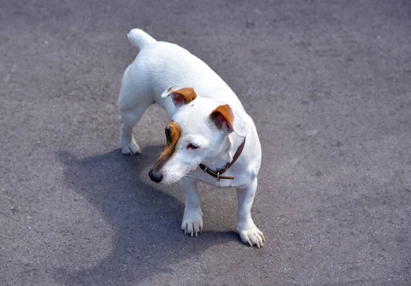 Jack Russell Terrier stands on grey asphalt