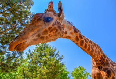 Mavi gökyüzü ve yeşil çam karşı meraklı zürafa.