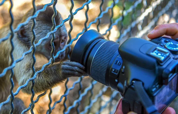 Macaco Curioso Zoológico Examina Seu Reflexo Lente Câmera — Fotografia de Stock