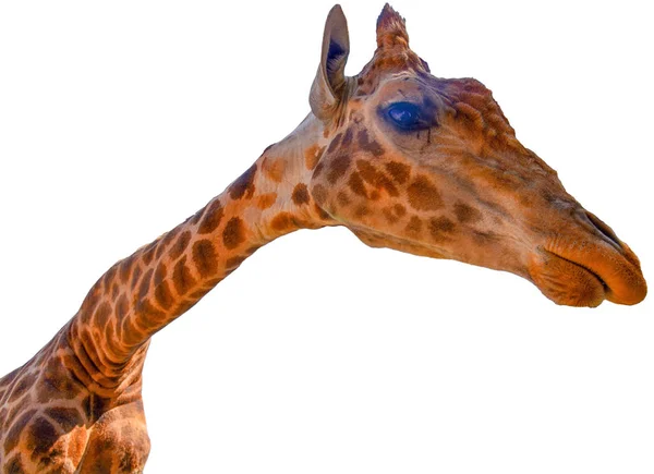 Głowa Żyrafy — Zdjęcie stockowe