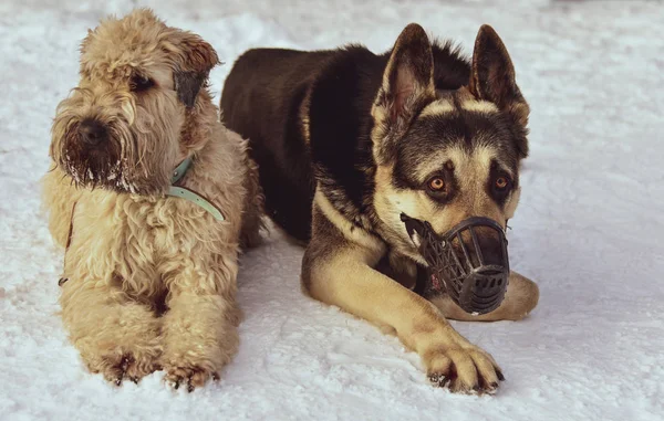 Entrenamiento de perros. Dos perros: un Terrier y un Sheepdog tirados en la nieve . —  Fotos de Stock