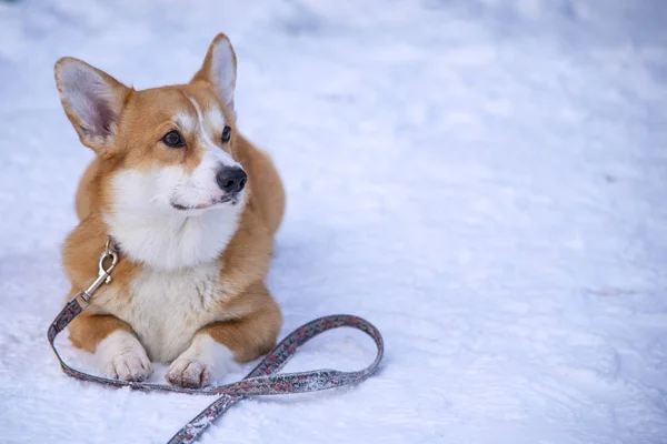 Lindo galés corgi se encuentra en la nieve en invierno —  Fotos de Stock