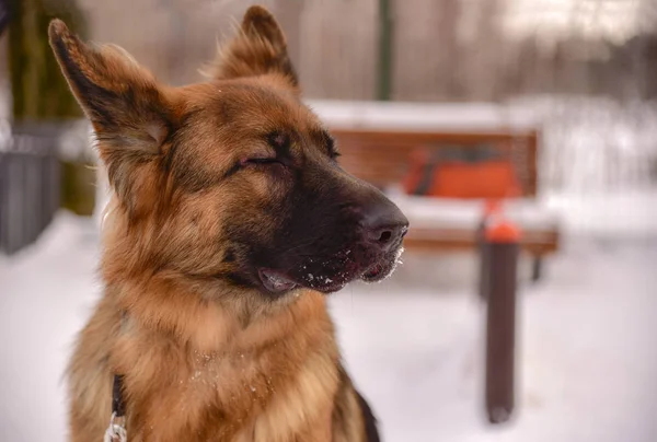 Portrait of a German shepherd in the Park in winter — Stock Fotó