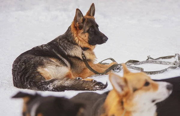 Perro pastor alemán se encuentra en la nieve durante una sesión de entrenamiento —  Fotos de Stock