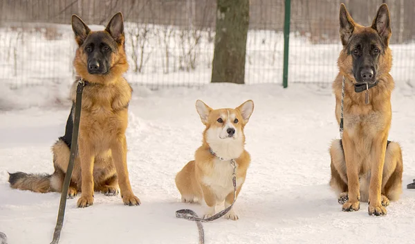 Three dogs sit on snow, two sheep-dogs and Welsh Corgi, during of special training