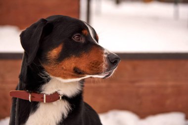 Köpek büyük İsviçre dağ köpek için a yürümek kış. Portre