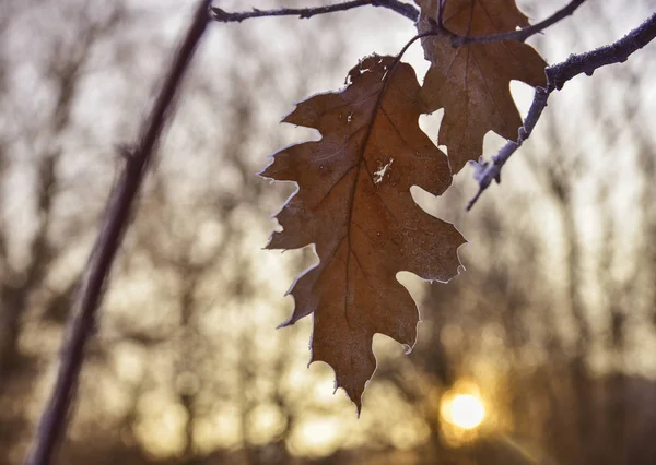 Hoja Roble Sobre Rama Helada Invernal — Foto de Stock