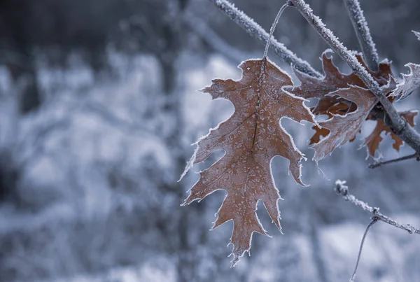 Meşe Yaprağı Dal Kış Frost — Stok fotoğraf